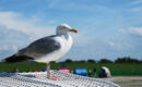 HOTEL & RESTAURANT NORDSTERN - WELLNESS AM MEER Neuharlingersiel